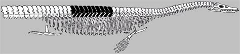 Elasmosaurus - Fossil Wiki, the paleontology wiki