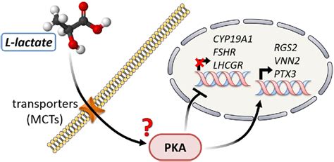 Suggested Signaling Model Of L Lactate Action In Bovine Gcs As A First Download Scientific