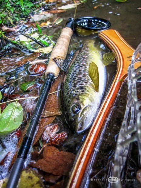 Freshwater fly fishing tackle| Brittany Fly Fishing