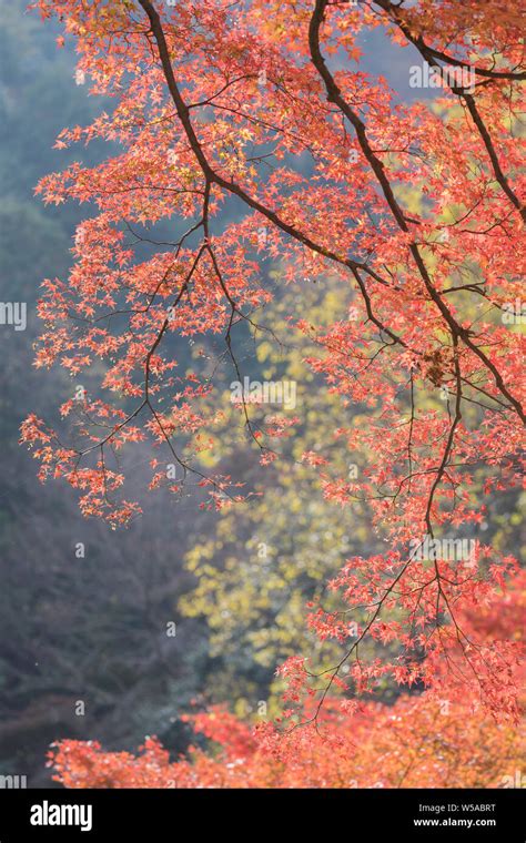 Autumn color in the temples of Kyoto, Japan Stock Photo - Alamy