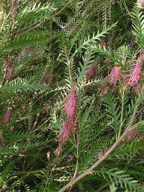 Grevillea Ivanhoe Grevillea Hybrid