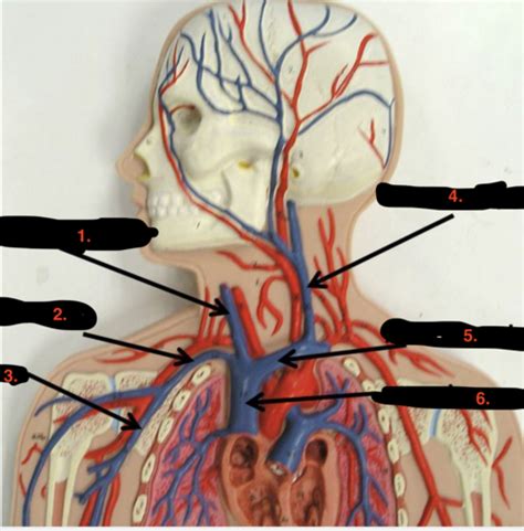 Vein Lab Flashcards Quizlet