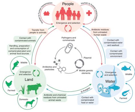 Pdf A One Health Genomic Approach To Antimicrobial Resistance Is Essential For Generating