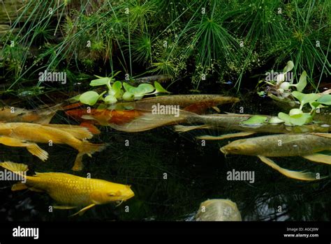 Butterfly Koi In A Garden Pool The Species Is A Breed Of The Common