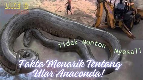 Fakta Menarik Tentang Ular Anaconda YouTube