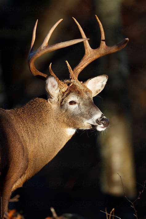 White Tailed Deer By Stocksy Contributor Paul Tessier Stocksy