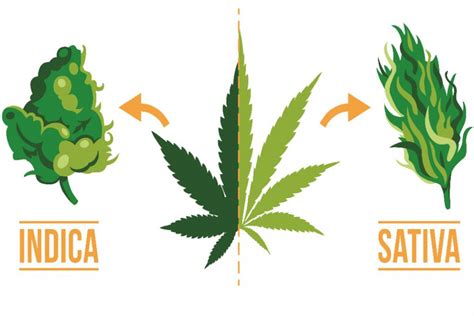 Indica And Sativa | What's The Real Difference?