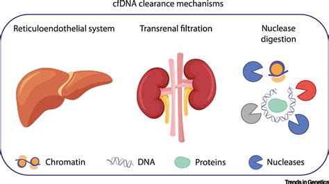 The Nexus Of Cfdna And Nuclease Biology Trends In Genetics