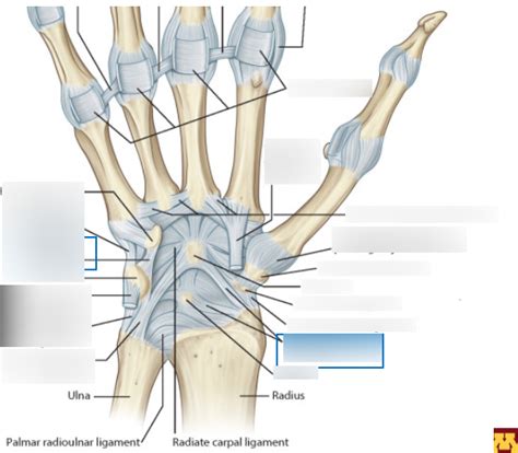 Palmar Hand Ligaments Diagram Quizlet