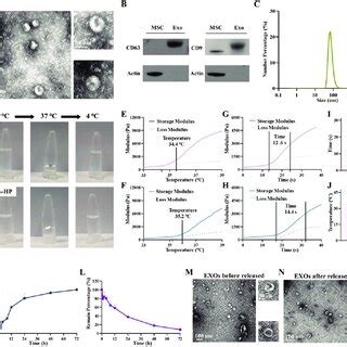 Preparation And Characterization Of Exos Hp A Tem Images Of Exos