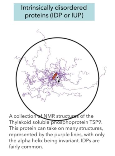 Protein Folding Flashcards Quizlet