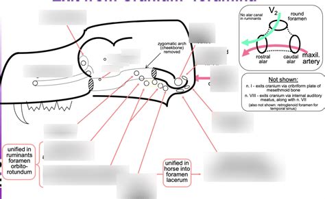 Exit from Cranium- foramina Diagram | Quizlet