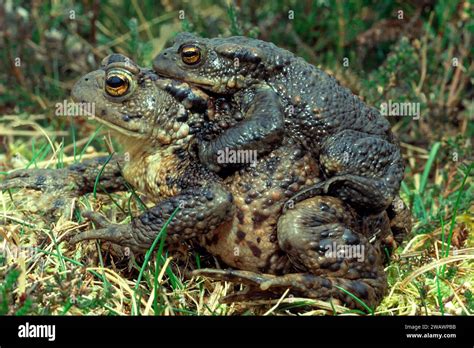 Common Toads Bufo Bufo In Mating Season Hi Res Stock Photography And