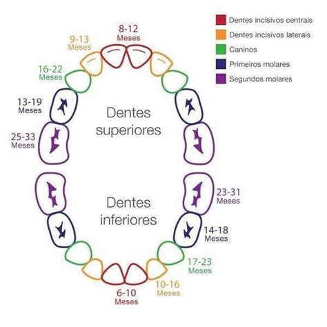 Cronología de erupción de la dentición temporal Anatomía dental