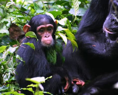 Bonobos African Safari Holidays Gorilla Trekking Uganda Safaris Tours