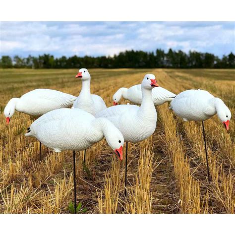 White Rock Decoys EVAC Series Fullbody Snow Goose Decoys | Sportsman's ...