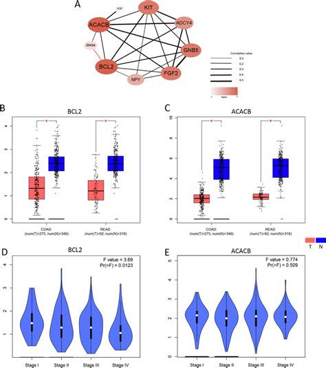 Integrative Analysis Of BCL2 And ACACB In TCGA A The Correlations Of