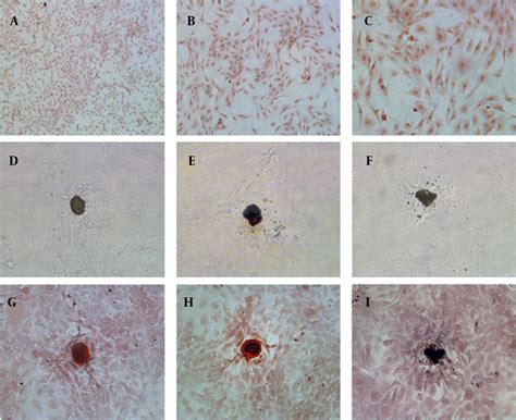 Characterizations Of Primary Osteoblasts In Culture A C Alkaline