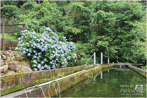 苗栗南庄｜高山青農場繡球花花季．浪漫繡球花怒放中絕美夢幻的繡球花大道 Pandas Paradise