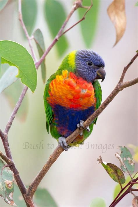 Baby Rainbow Lorikeet Bird Photography