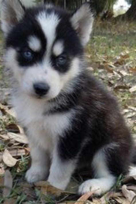 Teacup Husky - The Truth About This Tiny Breed.