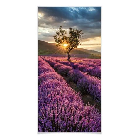 Poster Lavendelbl Te In Der Provence Panorama Wall Art De