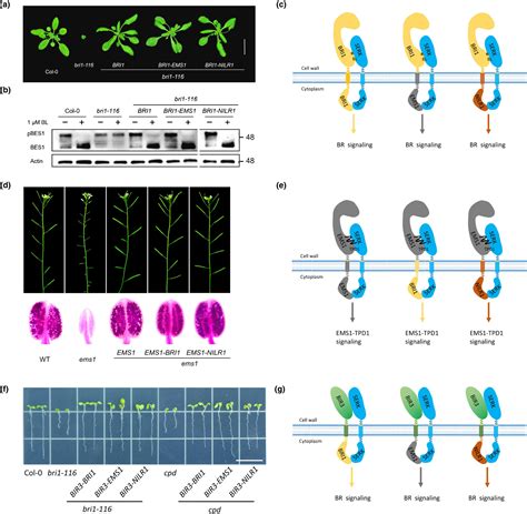 Panbrassinosteroid Signaling Revealed By Functional Analysis Of NILR1