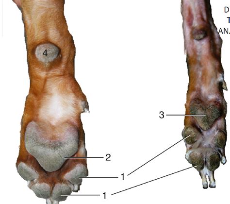 Foot Pads Diagram Quizlet