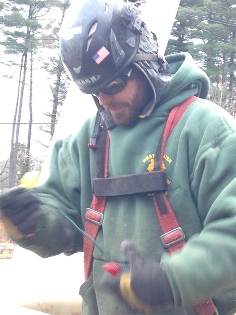 Gallery - Westchester Tree Life