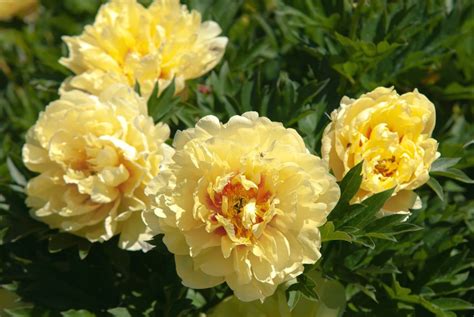 Itoh Peony Plant Care And Growing Guide