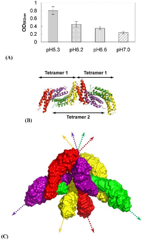 Figure 3 From Structural Insight Into The Role Of Streptococcus