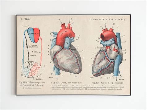 Vintage Poster Human Body Heart Anatomy Medicine Vintage Poster Human Body Heart Anatomy ...