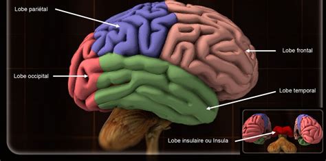 Fonction Des Parties Du Cerveau