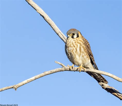 American Kestrel Female Winter Morning — Sonoran Images Jezzie G