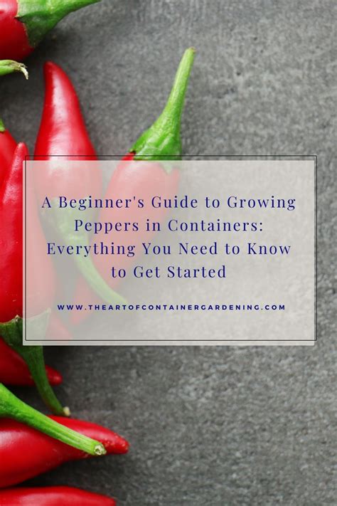 A Beginner S Guide To Growing Peppers In Containers Everything You