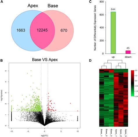 Frontiers Differential Gene Expression Patterns Between Apical And