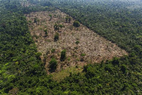 Desmate No Cerrado E Amazônia No 1º Tri Passa De 2 000 Km2 07 04 2023