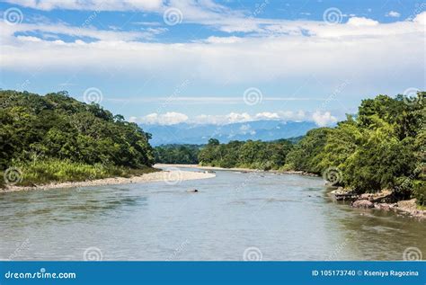 Amazonian Rainforest Napo River Ecuador Stock Photo Image Of Plant