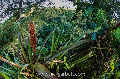 Bromeliad Epiphyte Amazon Canopy Rainforest 4205 Nick Garbutt