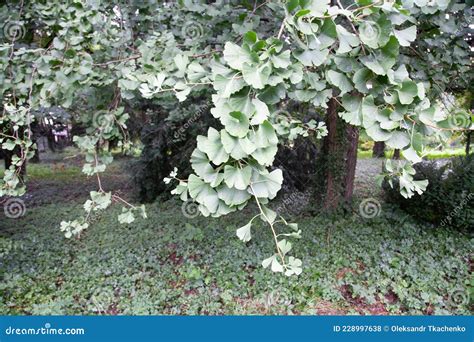 Ginkgo Biloba Nmente Conocido Como Ginkgo Foto De Archivo Imagen