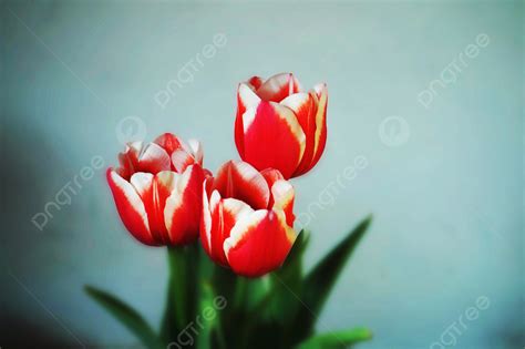 Tulip Flower Hd Picture Background Tulip Fresh Flowers Flowers