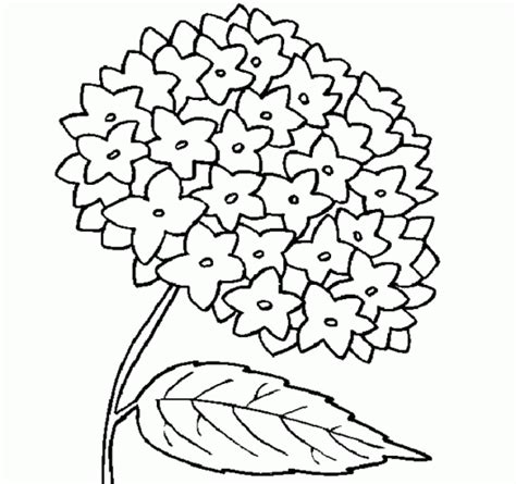 Hydrangea Flower Coloring Pages For Girls Coloring Pages