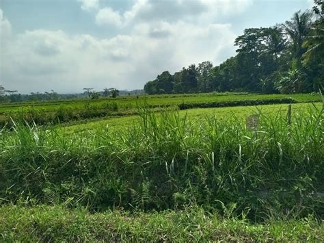 Sawah Produktif Murah Kebonalasmanisrenggo Kemuning Sunrise Park