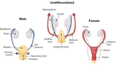 Amenorrhea Disease