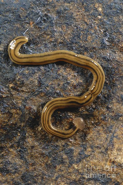 Planarian Flatworm Photograph by Gregory G. Dimijian, M.D. - Fine Art America