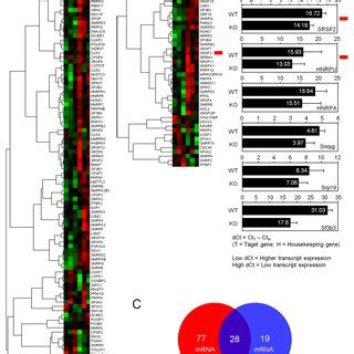 Microarray Based Gene Expression Analysis Identifies C Jun Dependent