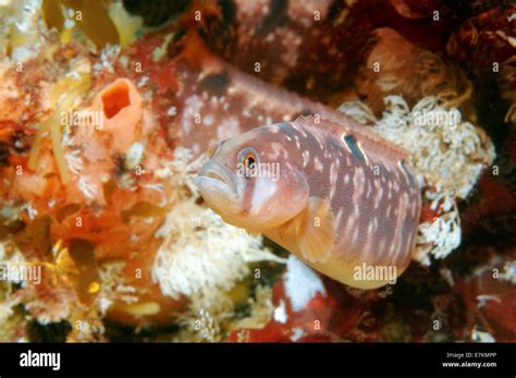 Rock Gunnel Pholis Gunnellus White Sea Karelia Arctic Russian