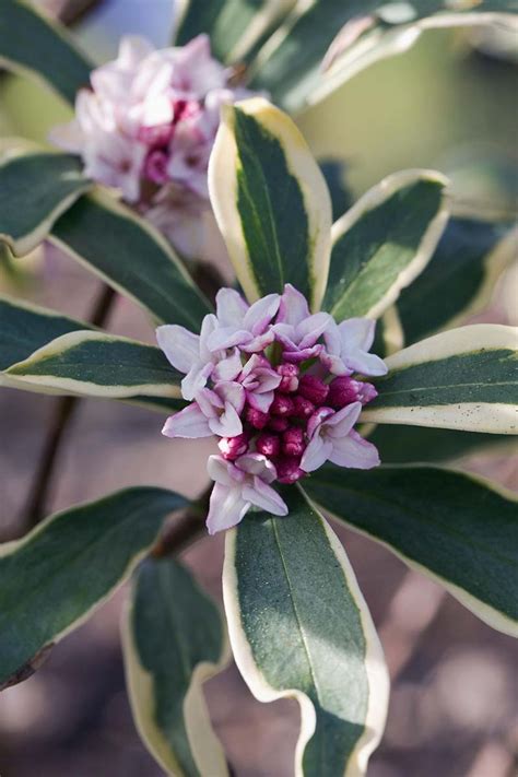 How To Grow And Care For Winter Daphne Gardeners Path