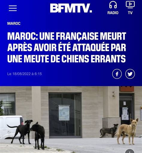 MM on Twitter Ces chiens errants sont euthanasiés non pas avoir de