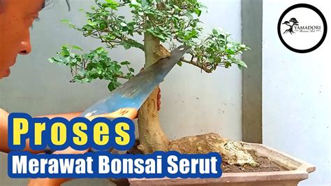 Tips Dan Trik Cara Awal Membuat Bonsai Serut Streblus Asper Youtube